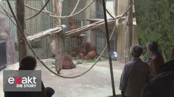Doku: Lebenslang hinter Gittern? Tierhaltung in Zoos auf dem Prüfstand